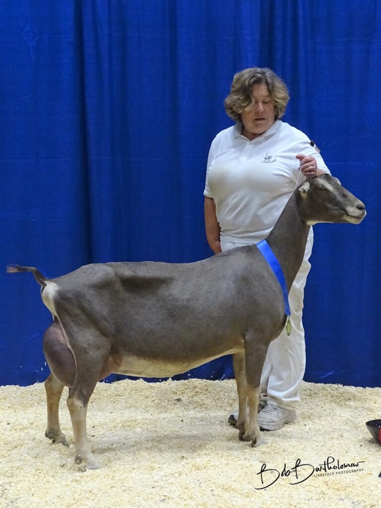 Reserve Senior Champion