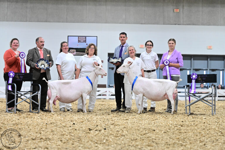 Reserve Senior Champion