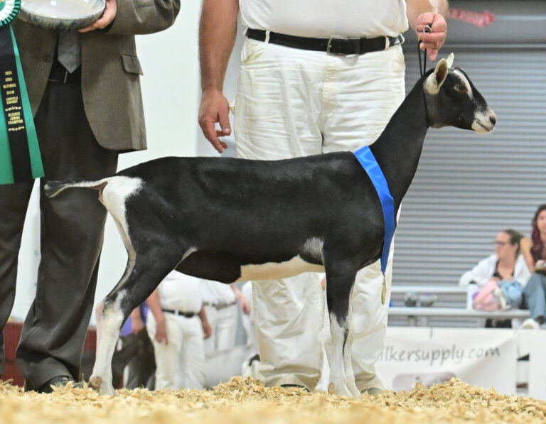 Reserve Junior Champion